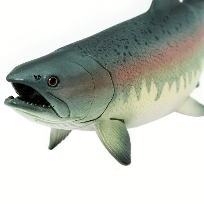 Safari - Salmon