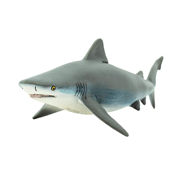Safari - Bull Shark