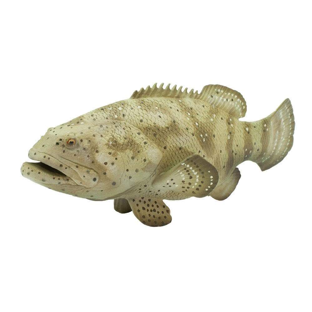 Safari - Goliath Grouper