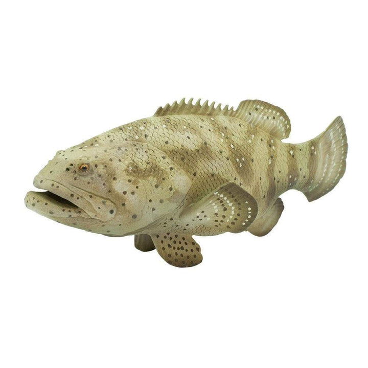 Safari - Goliath Grouper