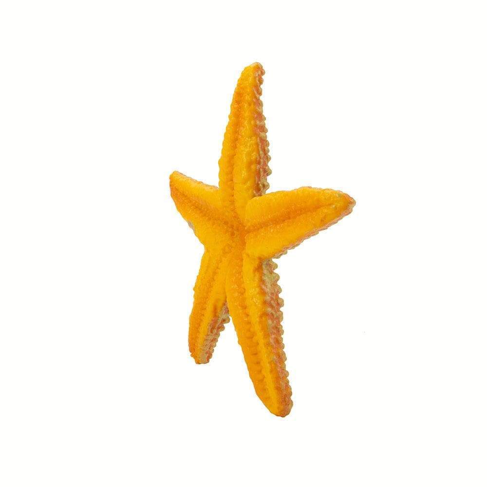 Safari - Starfish