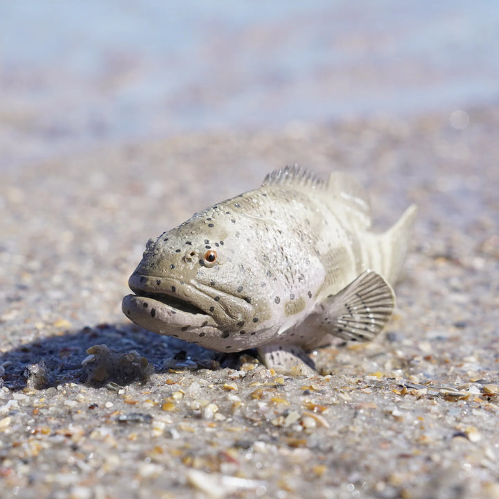 Safari - Goliath Grouper