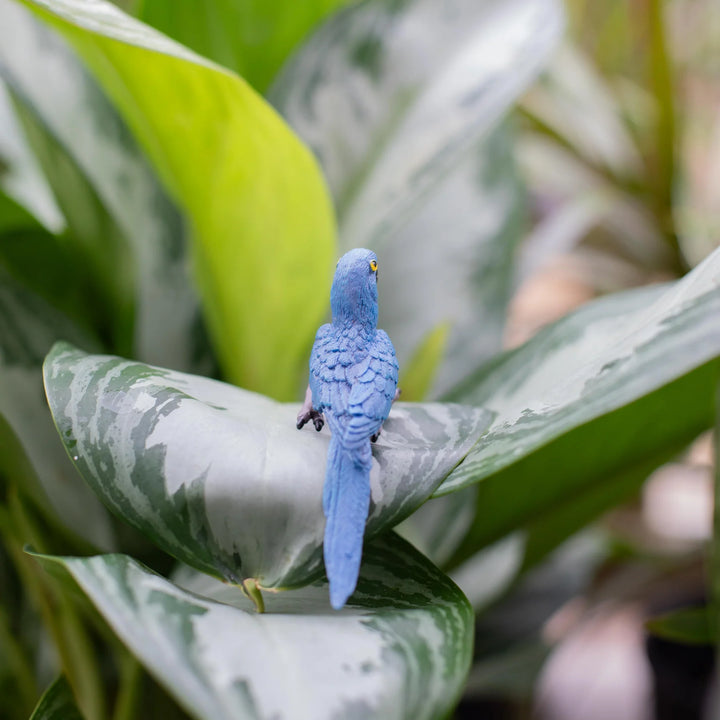 Safari - Hyacinth Macaw