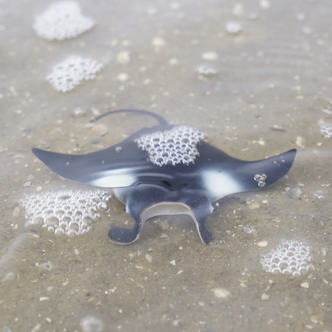 Safari - Manta Ray