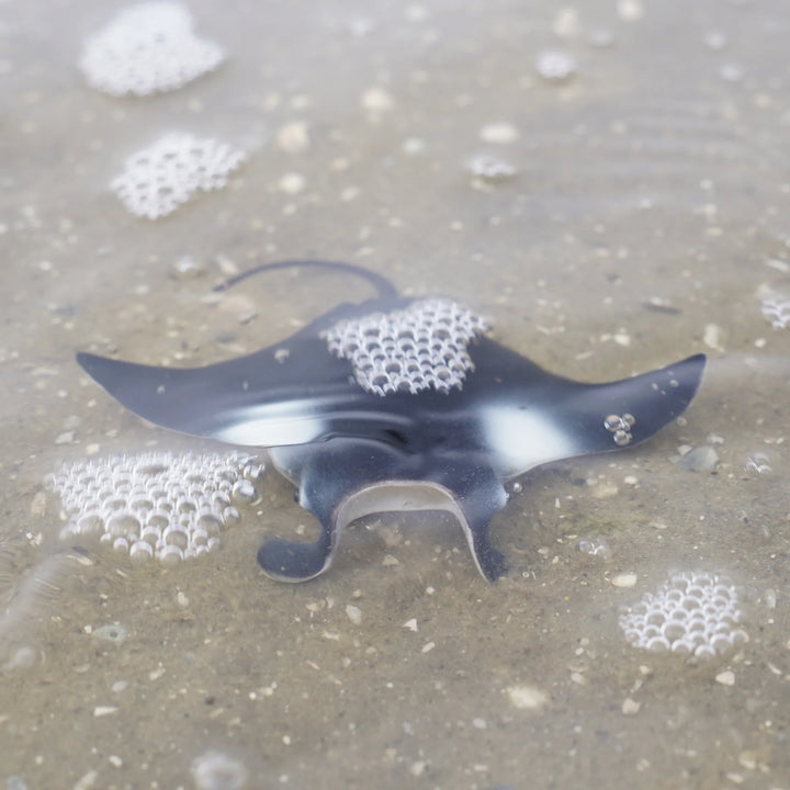 Safari - Manta Ray