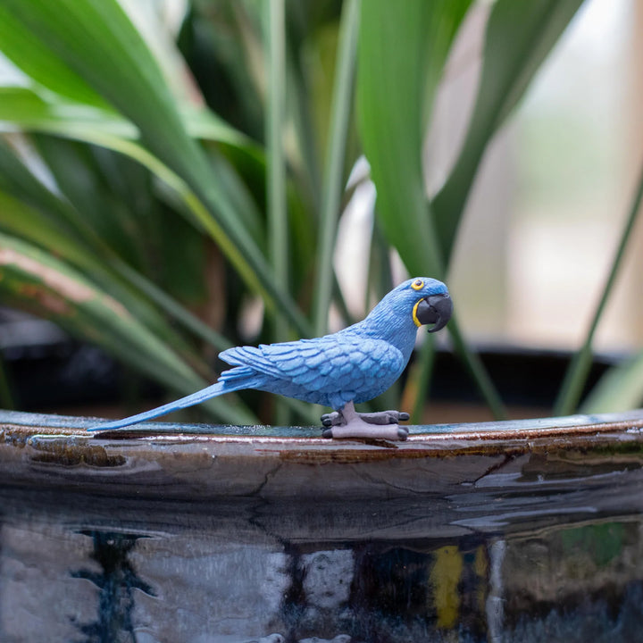 Safari - Hyacinth Macaw