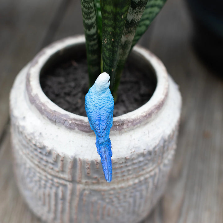 Safari - Blue Budgie