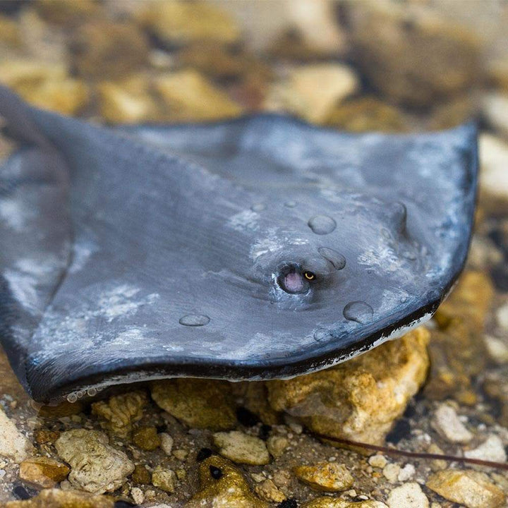 Safari - Sting Ray