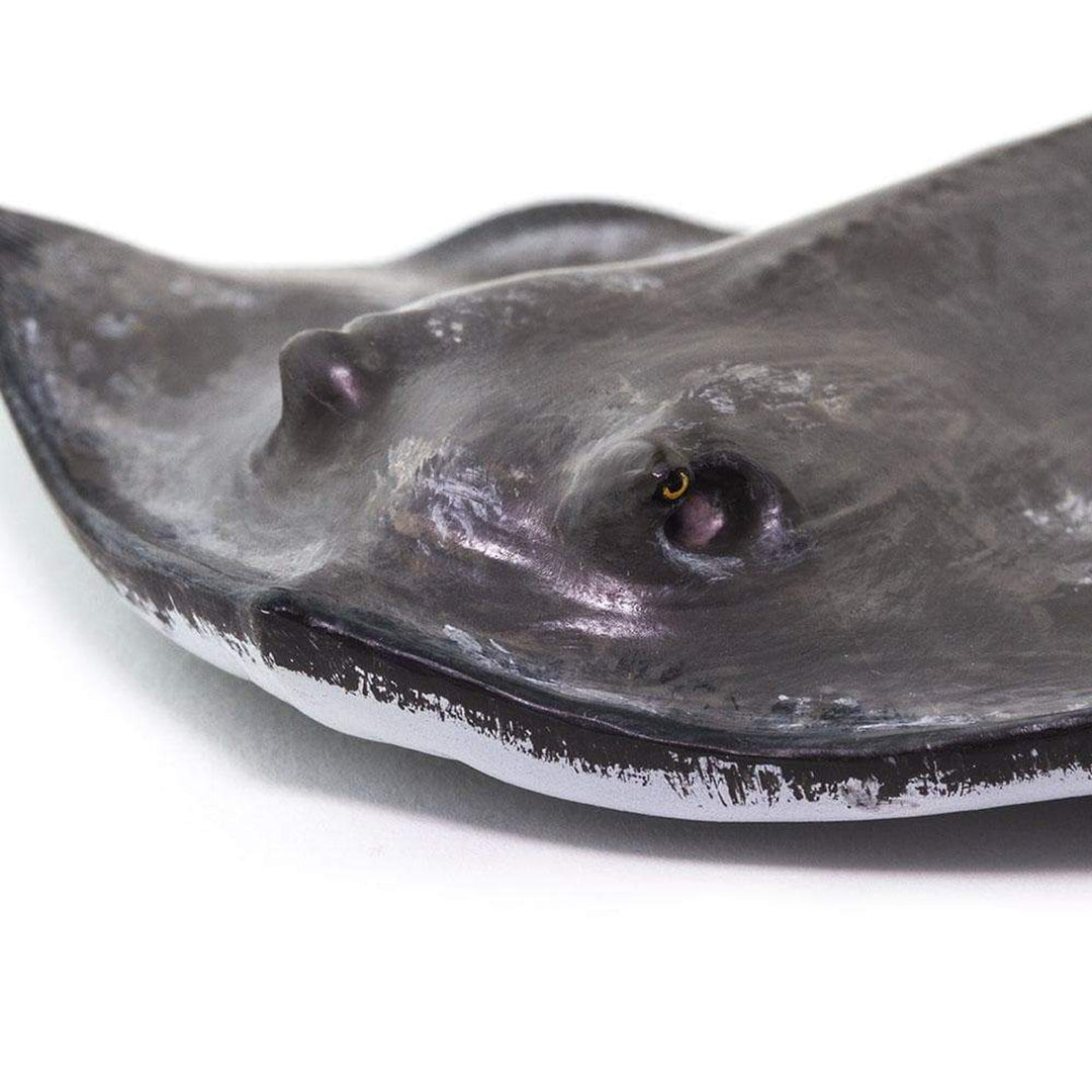 Safari - Sting Ray