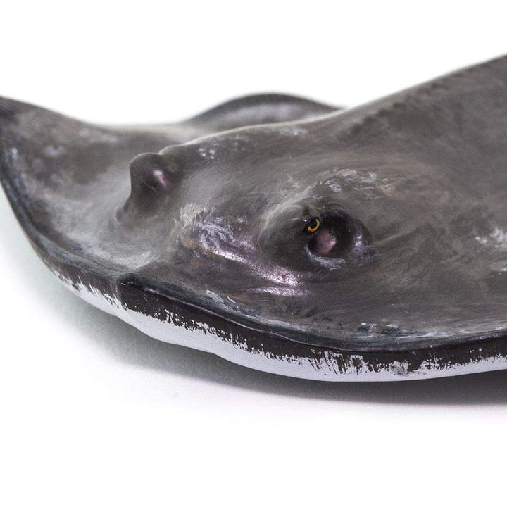 Safari - Sting Ray