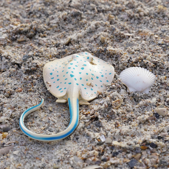 Safari - Blue Spotted Ray