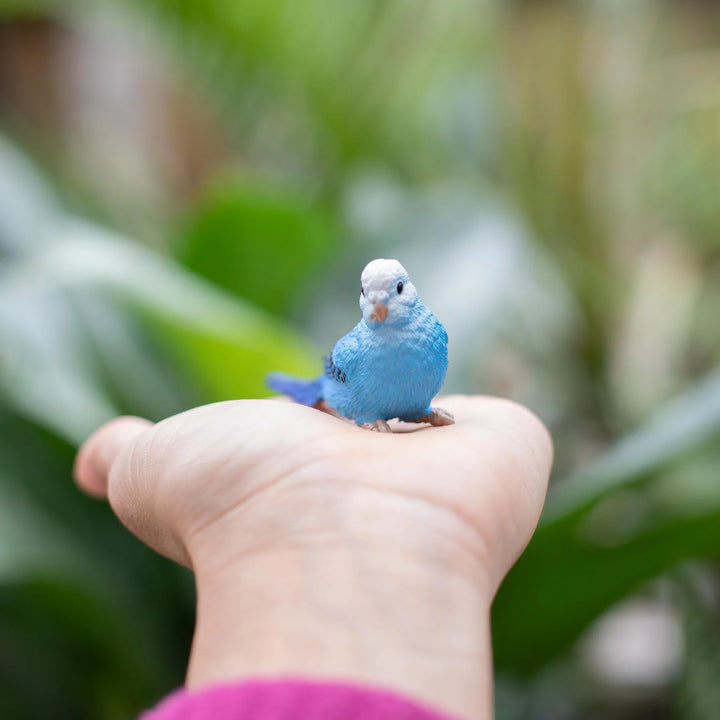 Safari - Blue Budgie