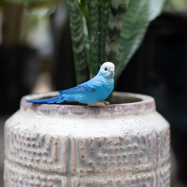 Safari - Blue Budgie