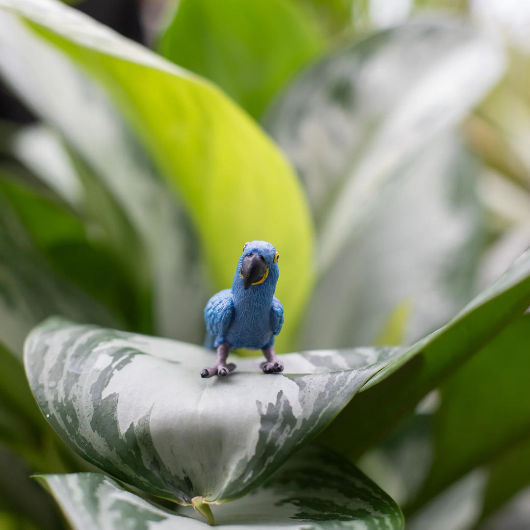 Safari - Hyacinth Macaw