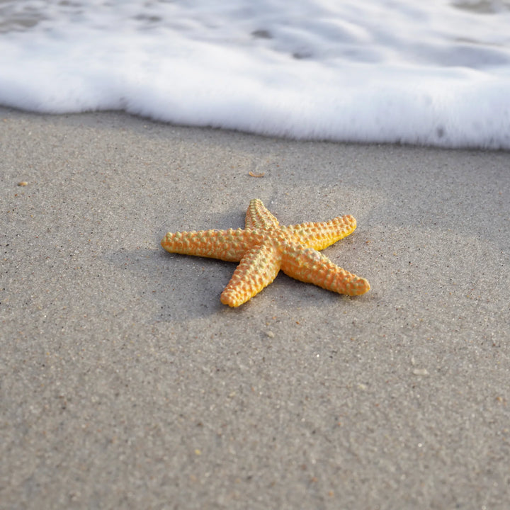 Safari - Starfish